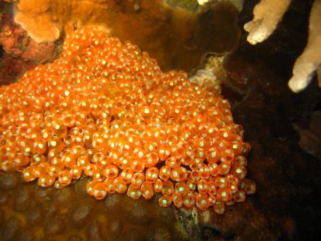 Issue Invasion of the sea squirts